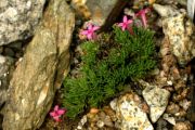 Asperula gussonii